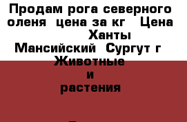 Продам рога северного оленя. цена за кг › Цена ­ 750 - Ханты-Мансийский, Сургут г. Животные и растения » Другие животные   . Ханты-Мансийский,Сургут г.